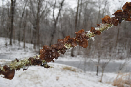 Foraged Mushroom, Wild Rabbit, and Squirrel Recipes Image